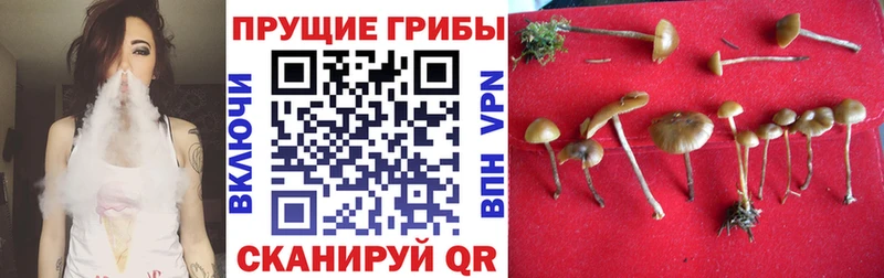 Псилоцибиновые грибы Psilocybine cubensis  что такое наркотик  Шиханы 